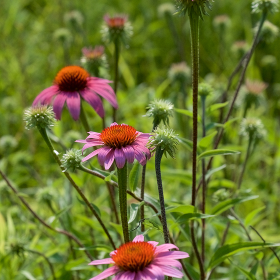 Perennials botanical reference icon