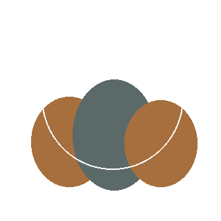 Arborvitae (Emerald Green) reference icon