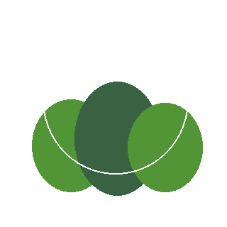 Black Chokeberry (Aronia melanocarpa) reference icon