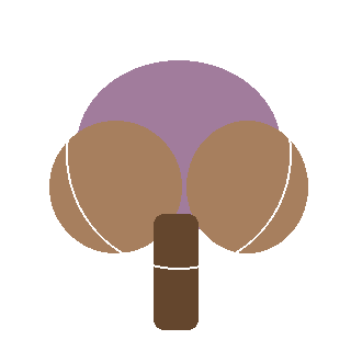 Blue Spruce reference icon