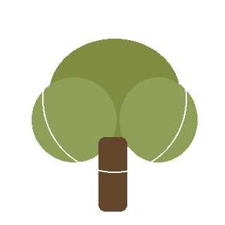 Japanese Cedar (Cryptomeria japonica) reference icon
