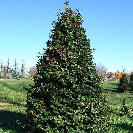 
American-Holly-best privacy-trees