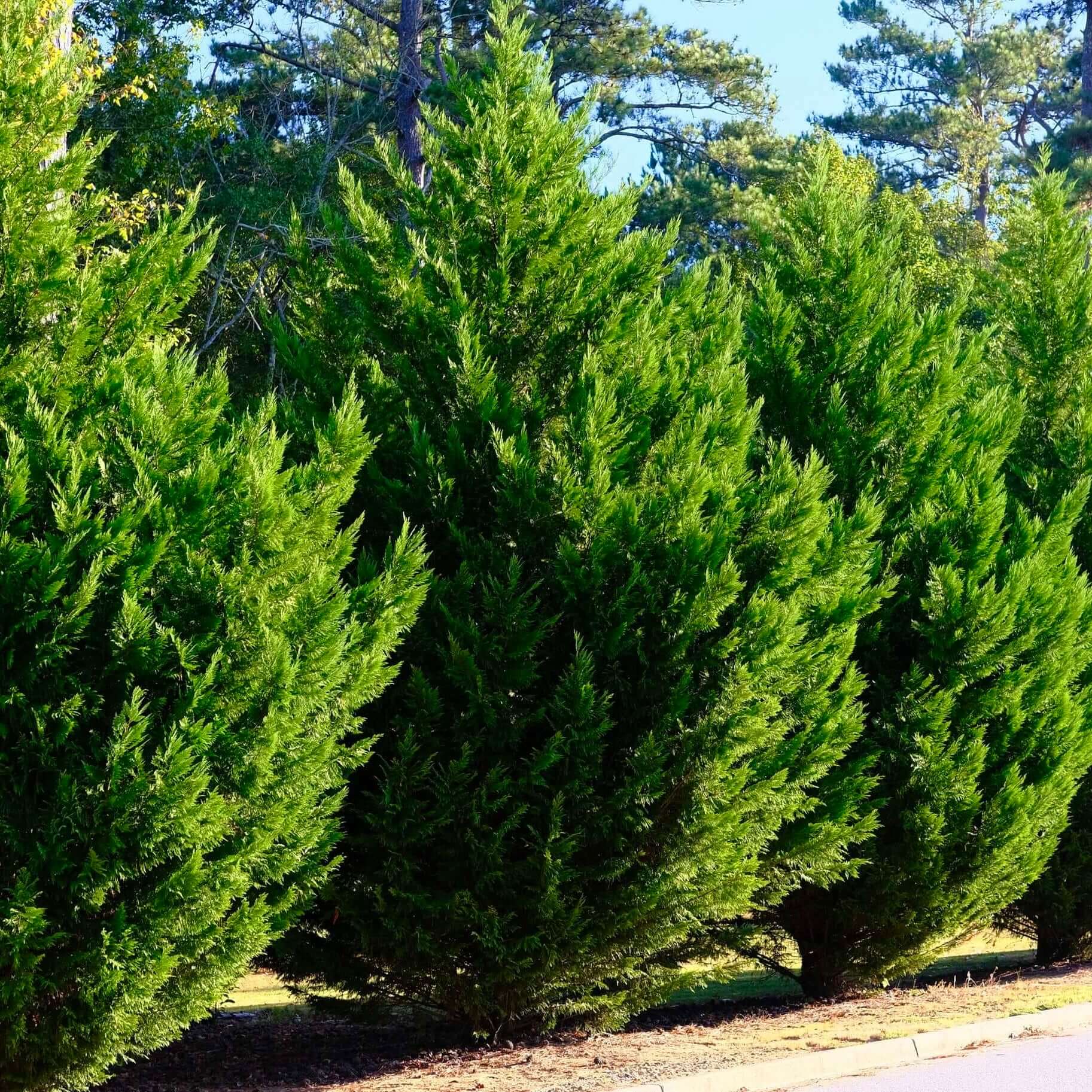 Best Evergreens For Shade