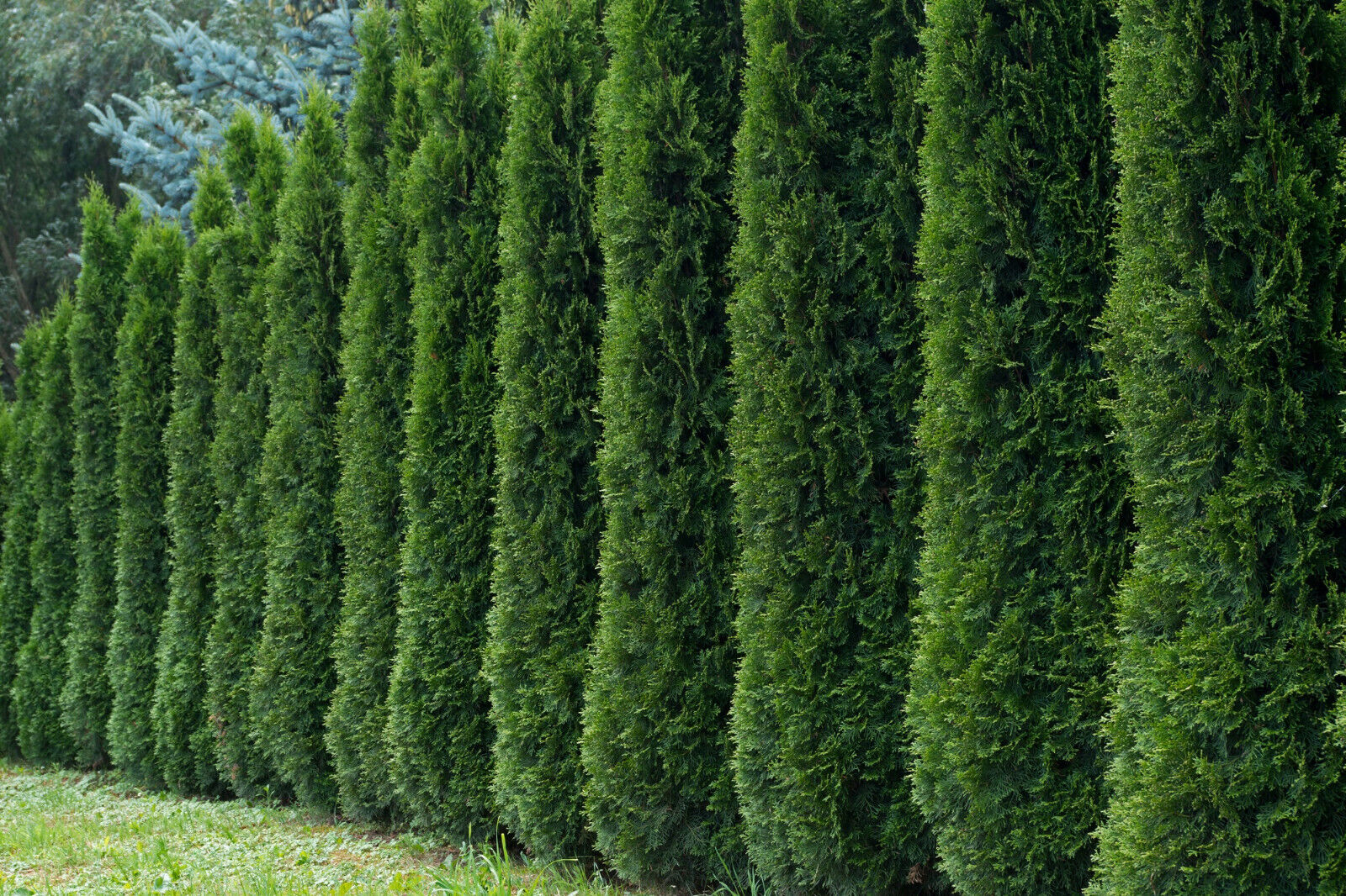 What are the best privacy Trees – The  Best privacy Trees 2023